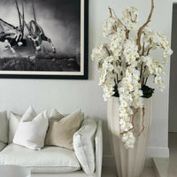 Magnolia éternel