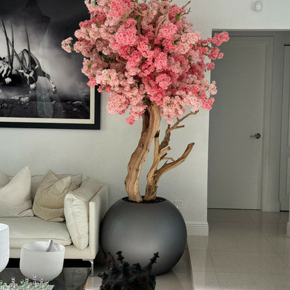 Magnolia éternel