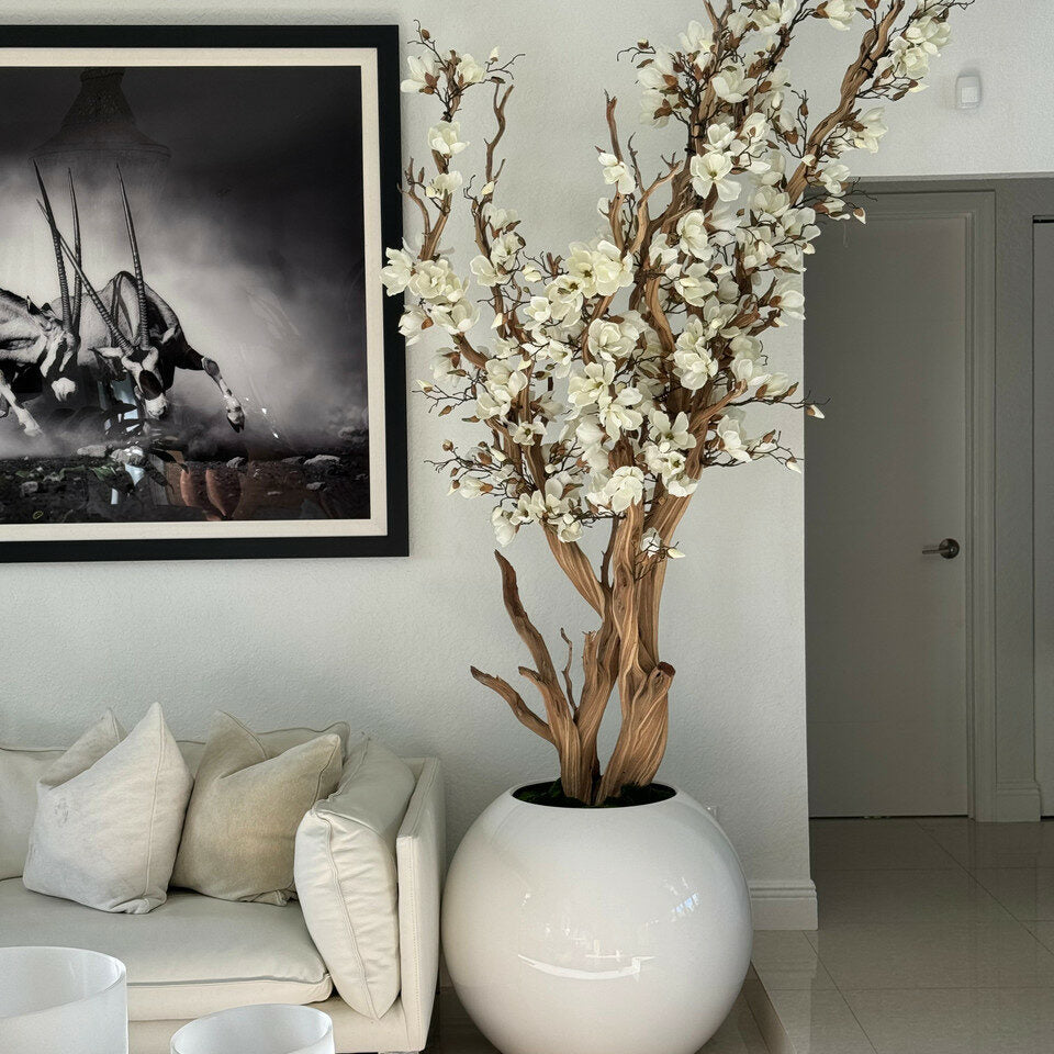 Magnolia éternel